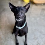 Malinois Mischling Nala, 07/2022, ca. 60 cm