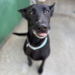 Malinois Mischling Nala, 07/2022, ca. 60 cm