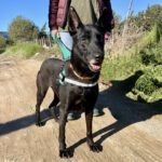 Malinois Mischling Nala, 07/2022, ca. 60 cm