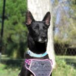 Malinois Mischling Nala, 07/2022, ca. 60 cm