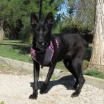 Malinois Mischling Nala, 07/2022, ca. 60 cm