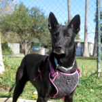 Malinois Mischling Nala, 07/2022, ca. 60 cm