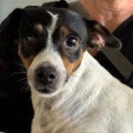 Bodeguero-Mischling Nami, 05/2023, 40 cm