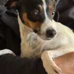 Bodeguero-Mischling Nami, 05/2023, 40 cm