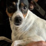 Bodeguero-Mischling Nami, 05/2023, 40 cm