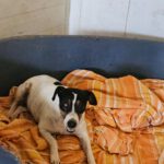 Bodeguero-Mischling Nami, 05/2023, 40 cm