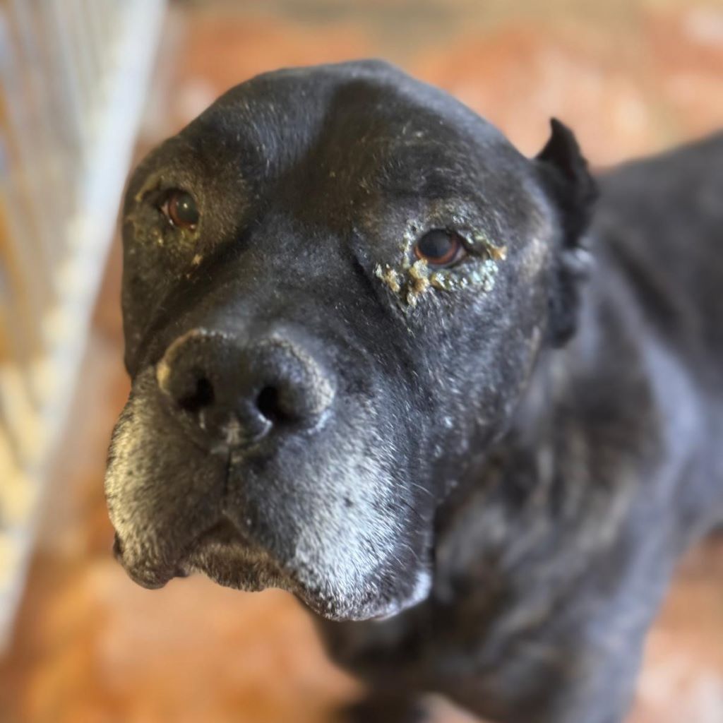 Presa Canario Narco, 08/2021, ca. 60 cm