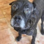 Presa Canario Narco, 08/2021, ca. 60 cm