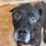 Presa Canario Narco, 08/2021, ca. 60 cm