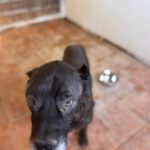 Presa Canario Narco, 08/2021, ca. 60 cm