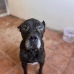 Presa Canario Narco, 08/2021, ca. 60 cm