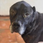 Presa Canario Narco, 08/2021, ca. 60 cm