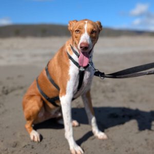 Podenco Neo, 02/2023, ca. 55 cm