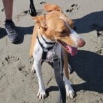 Podenco Neo, 02/2023, ca. 55 cm