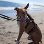 Podenco Neo, 02/2023, ca. 55 cm