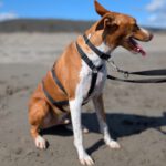 Podenco Neo, 02/2023, ca. 55 cm