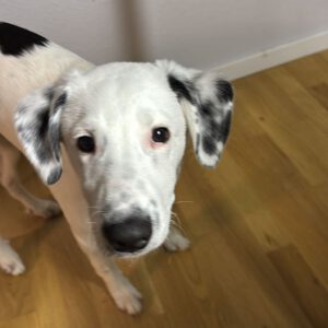 Mischling Nicky F., 05/2025, Endgröße ca. 55 cm, 63067 Offenbach