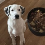 Mischling Nicky F., 05/2025, Endgröße ca. 55 cm, 63067 Offenbach