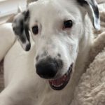 Mischling Nicky F., 05/2025, Endgröße ca. 55 cm, 63067 Offenbach