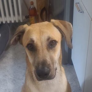 Mischling Ñoño, 10/2024, ca. 68 cm, 76185 Karlsruhe