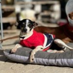 Bodeguero Mischling Ñoqui, 01/2021, 35 cm