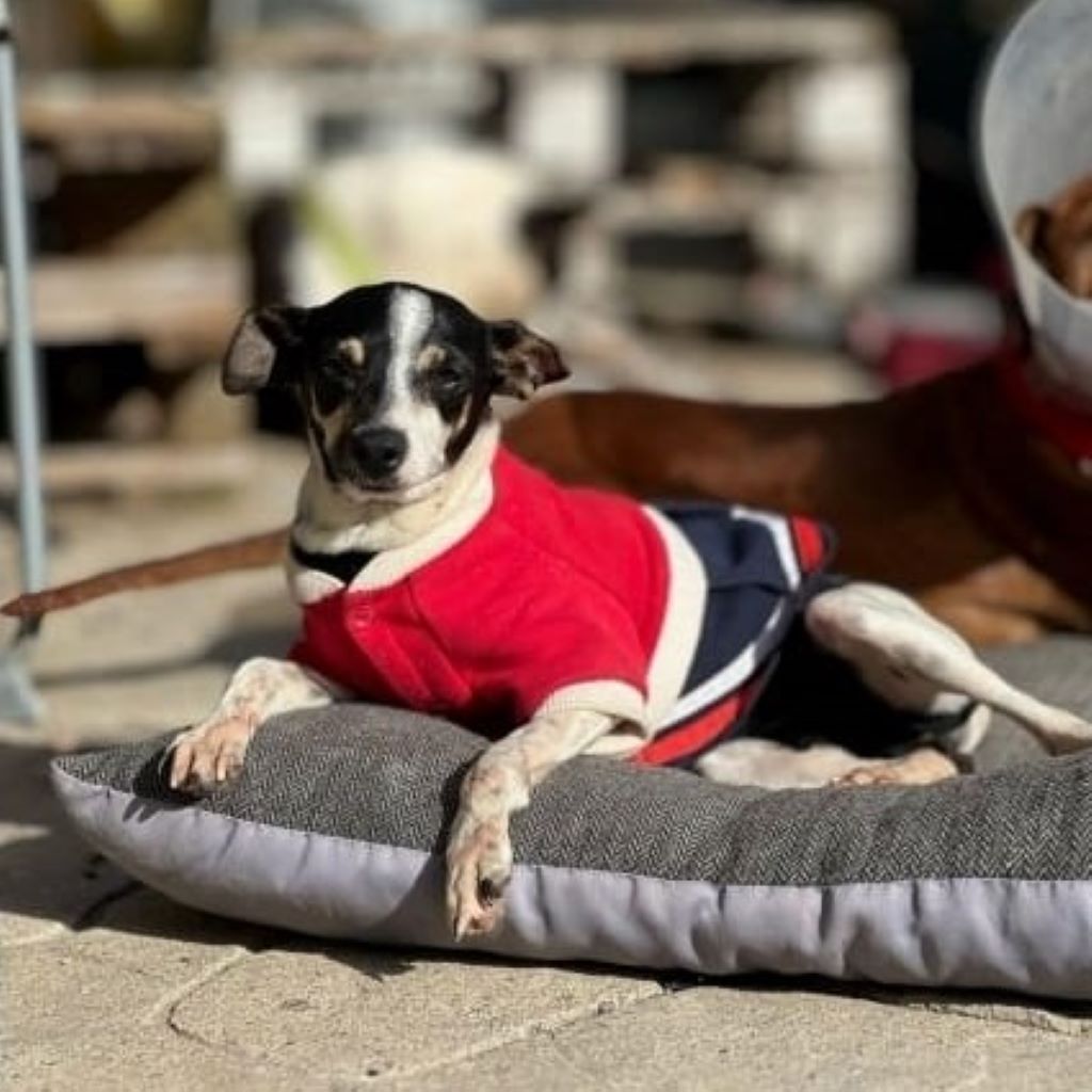 Bodeguero Mischling Ñoqui, 01/2021, 35 cm