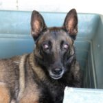 Malinois-Mischling Olivia, 10/2017, 65 cm