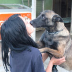 Malinois-Mischling Olivia, 10/2017, 65 cm