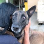 Malinois-Mischling Olivia, 10/2017, 65 cm