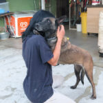 Malinois-Mischling Olivia, 10/2017, 65 cm