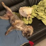 Mischling Orejas, 12/2020, ca. 31 cm, 40770 Herzlake