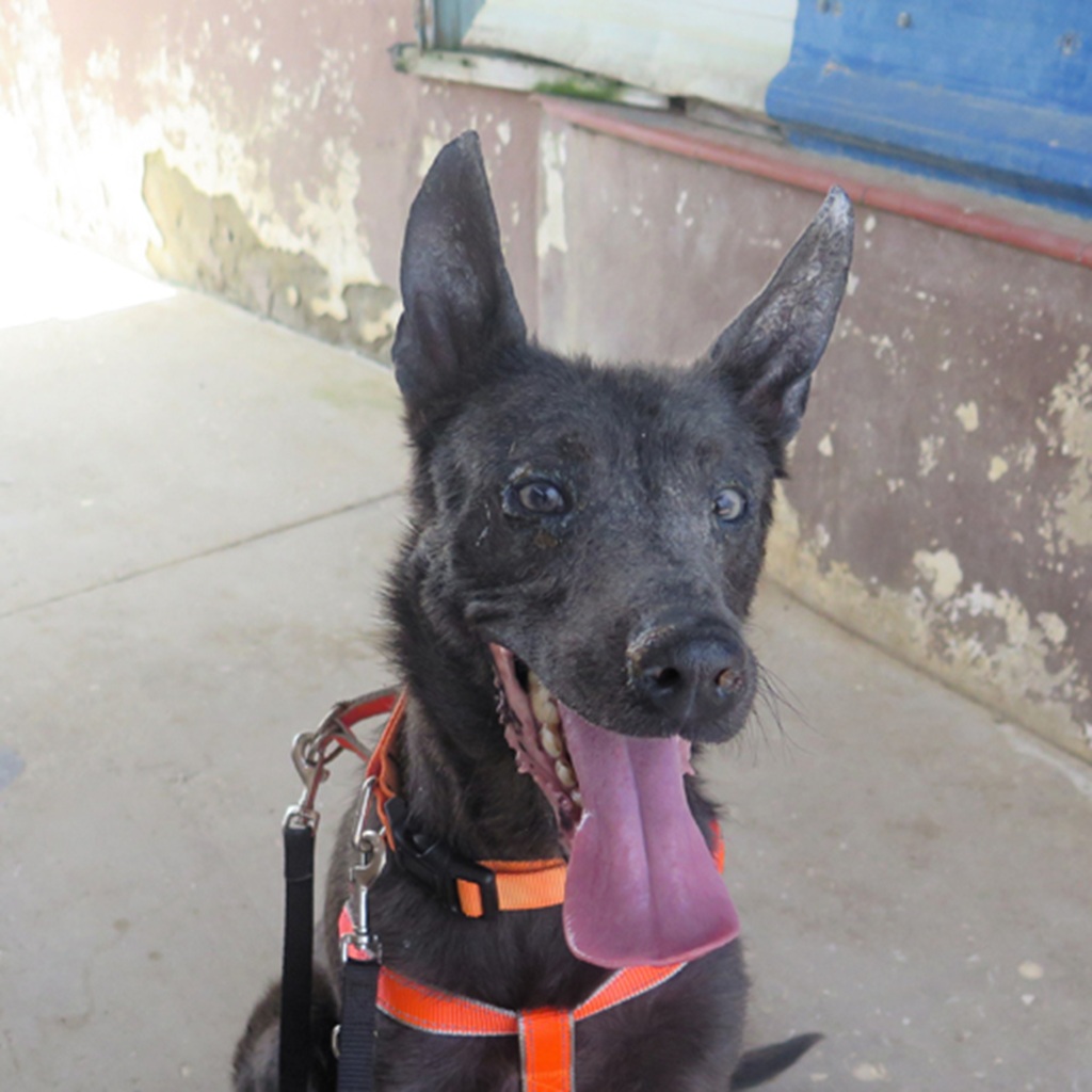 Mischling Orlando, 05/2023, ca. 65 cm