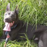 Mischling Orlando, 05/2023, ca. 65 cm