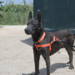 Mischling Orlando, 05/2023, ca. 65 cm