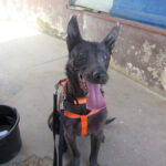 Mischling Orlando, 05/2023, ca. 65 cm