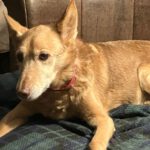 Podenco Paco, 01/2015, ca. 45 cm, 61191 Rosbach vor der Höhe