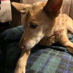 Podenco Paco, 01/2015, ca. 45 cm, 61191 Rosbach vor der Höhe