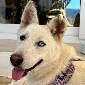 Husky Mischling Paloma, 04/2024, ca. 55 cm, 17139 Malchin