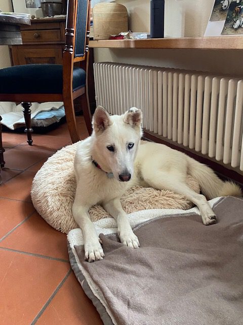 Husky Mischling Paloma, 04/2024, ca. 55 cm, 17139 Malchin