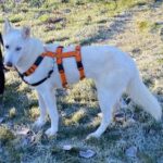 Husky Mischling Paloma, 04/2024, ca. 55 cm, 17139 Malchin