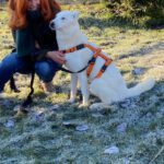 Husky Mischling Paloma, 04/2024, ca. 55 cm, 17139 Malchin