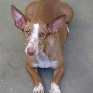Podenco Maneto Paris, 11/2020, ca. 35 cm