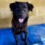 Mischling Patrick, 04/2024, ca. 58 cm