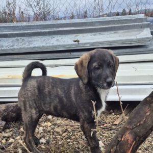 Mischling Paul, 07/2025, Endgröße 50-55 cm