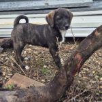 Mischling Paul, 07/2025,  Endgröße 50-55 cm