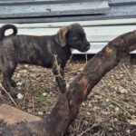 Mischling Paul, 07/2025,  Endgröße 50-55 cm