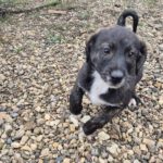 Mischling Paul, 07/2025,  Endgröße 50-55 cm