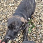 Mischling Paul, 07/2025,  Endgröße 50-55 cm