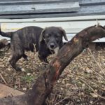 Mischling Paul, 07/2025,  Endgröße 50-55 cm