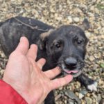 Mischling Paul, 07/2025,  Endgröße 50-55 cm